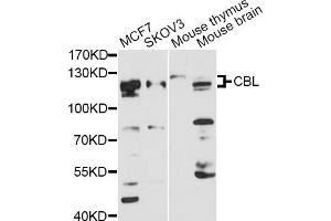 Western blot analysis of extracts of various cell lines, using CBL antibody (ABIN1871485) at 1:3000 dilution. (CBL 抗体)