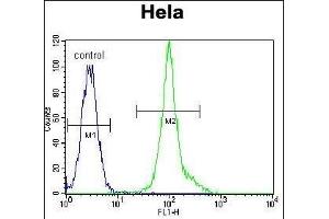 LCK Antibody (C-term) (ABIN650741 and ABIN2839450) flow cytometric analysis of Hela cells (right histogram) compared to a negative control cell (left histogram). (LCK 抗体  (C-Term))