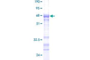 Image no. 1 for phospholipid Scramblase 3 (PLSCR3) (AA 1-295) protein (GST tag) (ABIN1315473) (PLSCR3 Protein (AA 1-295) (GST tag))