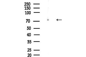 Western blot analysis of lysates from Hela cells(LPS,4h treatment), using Phospho-DDX3 (Ser102) Antibody at 1/1000 dilution.