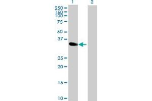 Western Blot analysis of MAD2L1BP expression in transfected 293T cell line by MAD2L1BP MaxPab polyclonal antibody. (MAD2L1BP 抗体  (AA 1-274))