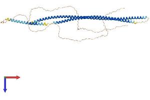 AlphaFold protein structure predicition of Mouse Recombinant Krt73 Protein, UniprotID Q6NXH9