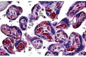 Human Placenta: Formalin-Fixed, Paraffin-Embedded (FFPE) (FGF1 抗体  (AA 46-155))