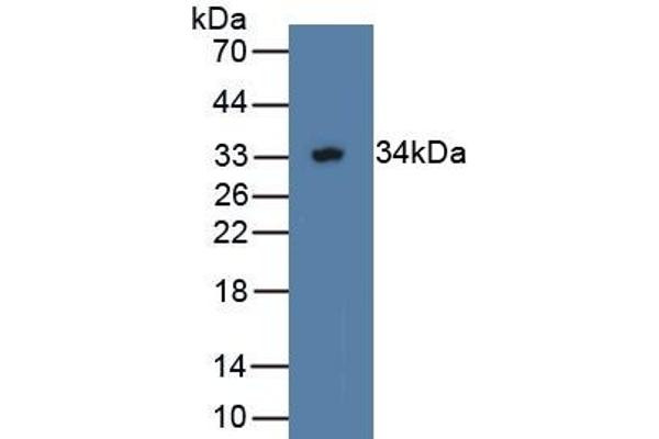 WWP2 anticorps  (AA 601-870)