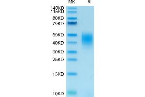 SDS-PAGE (SDS) image for C-Type Lectin Domain Family 12, Member A (CLEC12A) (AA 65-265) protein (FITC,His tag) (ABIN7274350)