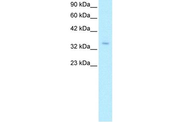 ZNF391 抗体  (N-Term)