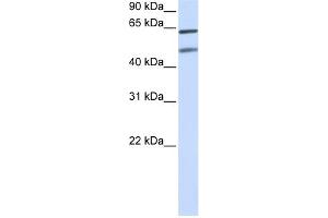WB Suggested Anti-OPTN Antibody Titration:  0. (OPTN 抗体  (N-Term))