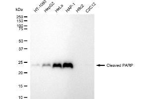 Western blotting analysis using Cleaved PARP antibody (ABIN7799864).