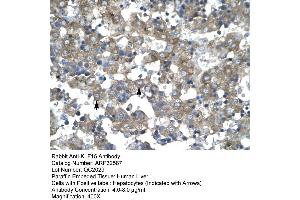 Human Liver (KLF15 抗体  (N-Term))