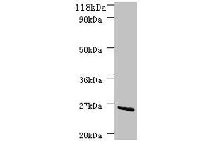 anti-DeoD (AA 2-239) antibody