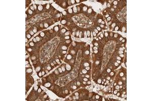 Immunohistochemical staining of human small intestine with ARFGEF2 polyclonal antibody  shows distinct cytoplasmic positivity in glandular cells. (ARFGEF2 抗体)
