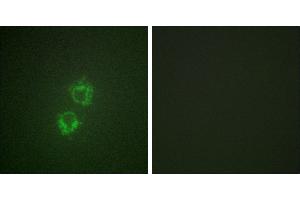 P-peptide - +Immunofluorescence analysis of HeLa cells, using 14-3-3 θ/τ (Phospho-Ser232) antibody. (14-3-3 theta 抗体  (pSer232))