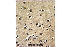Formalin-fixed and paraffin-embedded human brain tissue reacted with BLC Antibody (N-term), which was peroxidase-conjugated to the secondary antibody, followed by DAB staining. (BAALC 抗体  (N-Term))