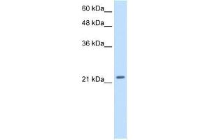 Transfected 293T; WB Suggested Anti-PMF1 Antibody Titration: 2. (PMF1 抗体  (Middle Region))