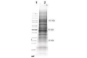 Western Blotting (WB) image for U-2OS Whole Cell Lysate (ABIN964031)