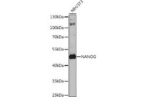Western blot analysis of extracts of NIH/3T3 cells, using Nanog antibody (ABIN1680964, ABIN3017620, ABIN3017621 and ABIN6220166) at 1:1000 dilution. (Nanog 抗体  (AA 1-100))
