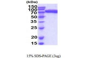 SDS-PAGE (SDS) image for Sialic Acid Binding Ig-Like Lectin 9 (SIGLEC9) (AA 18-348) protein (hIgG-His-tag) (ABIN5854936) (SIGLEC9 Protein (AA 18-348) (hIgG-His-tag))