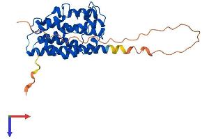 HMOX1 Protein (AA 1-289) (His tag)