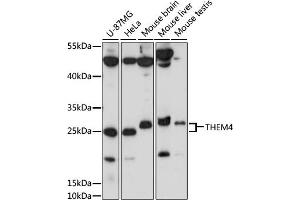 Western blot analysis of extracts of various cell lines, using THEM4 antibody (ABIN7270796) at 1000 dilution. (THEM4 抗体  (AA 37-150))