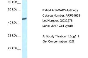 Western Blotting (WB) image for anti-Death-Associated Protein 3 (DAP3) (C-Term) antibody (ABIN2788859) (DAP3 抗体  (C-Term))