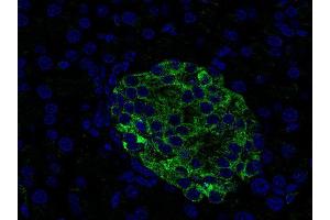Indirect immunostaining of paraffin embedded mouse pancreas section (dilution 1 : 500; green). (VAMP1, 2, 3 (AA 1-81) 抗体)