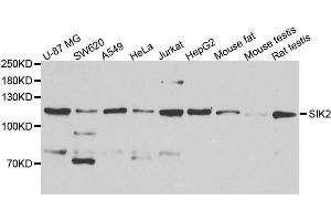 Western blot analysis of extracts of various cell lines, using SIK2 antibody.