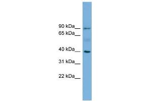 WB Suggested Anti-HFE Antibody Titration:  0. (HFE 抗体  (N-Term))