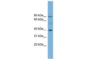 WB Suggested Anti-HFE Antibody Titration:  0. (HFE 抗体  (N-Term))