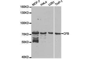 Western Blotting (WB) image for anti-Complement Factor B (CFB) antibody (ABIN1871801) (Complement Factor B 抗体)