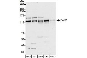 Western Blotting (WB) image for anti-Polymerase (DNA Directed), delta 1, Catalytic Subunit 125kDa (POLD1) (AA 930-980) antibody (ABIN7449901)