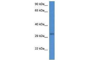 Western Blot showing Ubxn2a antibody used at a concentration of 1. (UBXN2A 抗体  (Middle Region))