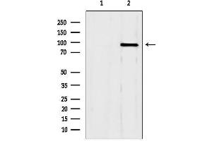Western blot analysis of lysates from mouse brain, using GSN Antibody.