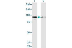 Western Blot analysis of AMPD2 expression in transfected 293T cell line by AMPD2 monoclonal antibody (M09A), clone 6A8. (AMPD2 抗体  (AA 86-185))