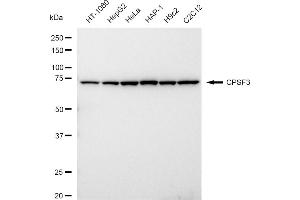 anti-Cleavage and Polyadenylation Specific Factor 3, 73kDa (CPSF3) antibody