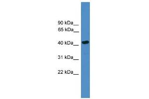 WB Suggested Anti-SERPINB13 Antibody Titration: 0. (SERPINB13 抗体  (Middle Region))
