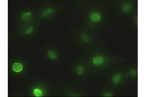 Immunofluorescence (IF) image for anti-Epithelial Cell Adhesion Molecule (EPCAM) (AA 24-265) antibody (ABIN2717851)