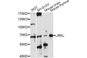 Western blot analysis of extracts of various cell lines, using JRKL antibody (ABIN6293098) at 1:1000 dilution. (JRKL 抗体)