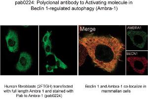 Image no. 1 for anti-Autophagy/beclin-1 Regulator 1 (AMBRA1) (N-Term) antibody (ABIN347117) (AMBRA1 抗体  (N-Term))
