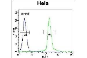 UNK Antibody (N-term) (ABIN655034 and ABIN2844666) flow cytometric analysis of Hela cells (right histogram) compared to a negative control cell (left histogram). (UNK 抗体  (N-Term))