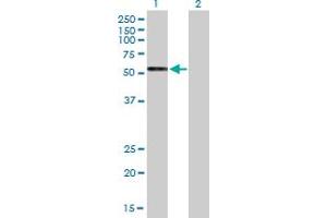 Western Blotting (WB) image for anti-G Protein-Coupled Receptor, Family C, Group 5, Member C (GPRC5C) (AA 1-453) antibody (ABIN527771)