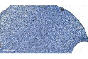 IHC analysis of GNG11 using anti-GNG11 antibody (ABIN7599533).