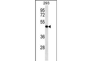 Western blot analysis in 293 cell line lysates (35ug/lane). (KLRG2 抗体  (N-Term))