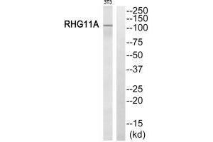 Western blot analysis of extracts from NIH/3T3 cells, using RHG11A antibody. (ARHGAP11A 抗体)