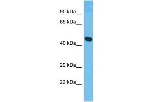 Western Blotting (WB) image for anti-XK, Kell Blood Group Complex Subunit-Related Family, Member 8 (XKR8) (C-Term) antibody (ABIN2791991) (XKR8 抗体  (C-Term))
