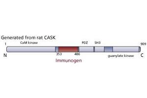 Image no. 2 for anti-Calcium/calmodulin-Dependent serine Protein Kinase (MAGUK Family) (CASK) (AA 353-486) antibody (ABIN968174) (CASK 抗体  (AA 353-486))