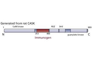 Image no. 2 for anti-Calcium/calmodulin-Dependent serine Protein Kinase (MAGUK Family) (CASK) (AA 353-486) antibody (ABIN968174)