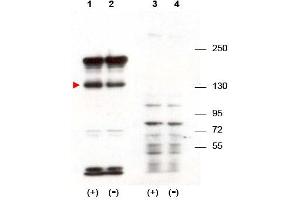 Image no. 1 for anti-Signal-Induced Proliferation-Associated 1 (SIPA1) (N-Term) antibody (ABIN401404) (SIPA1 抗体  (N-Term))