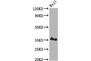 Western Blot Positive WB detected in: Raji whole cell lysate All lanes: BOB1 antibody at 1:2000 Secondary Goat polyclonal to rabbit IgG at 1/50000 dilution Predicted band size: 28 kDa Observed band size: 35 kDa (Recombinant POU2AF1 抗体)