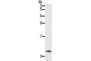 Gel: 12 % SDS-PAGE, Lysate: 40 μg, Lane: Mouse small intestines tissue, Primary antibody: ABIN7192088(PYY Antibody) at dilution 1/200, Secondary antibody: Goat anti rabbit IgG at 1/8000 dilution, Exposure time: 5 minutes (Peptide YY 抗体)