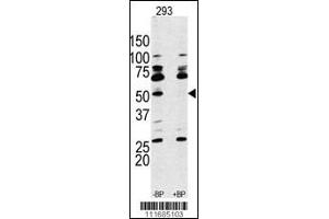 Western Blot in 293 cell line lysate. (RPS6KB1 抗体  (AA 277-306))